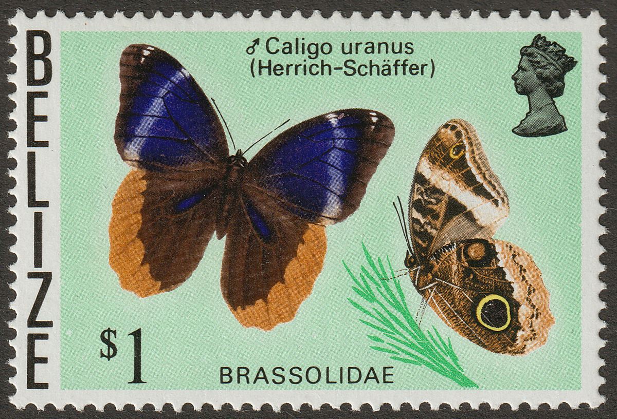 Belize 1974 QEII Butterflies $1 wmk Crown to Right Mint SG392w