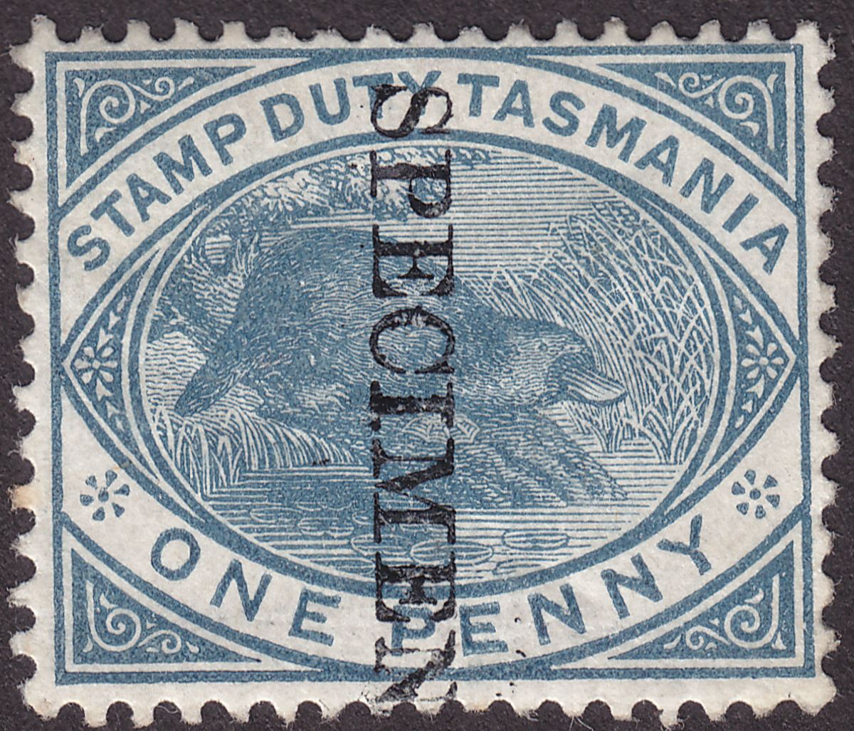 Tasmania 1880 QV Stamp Duty Platypus 1d Slate SPECIMEN Overprint Mint SG F26s